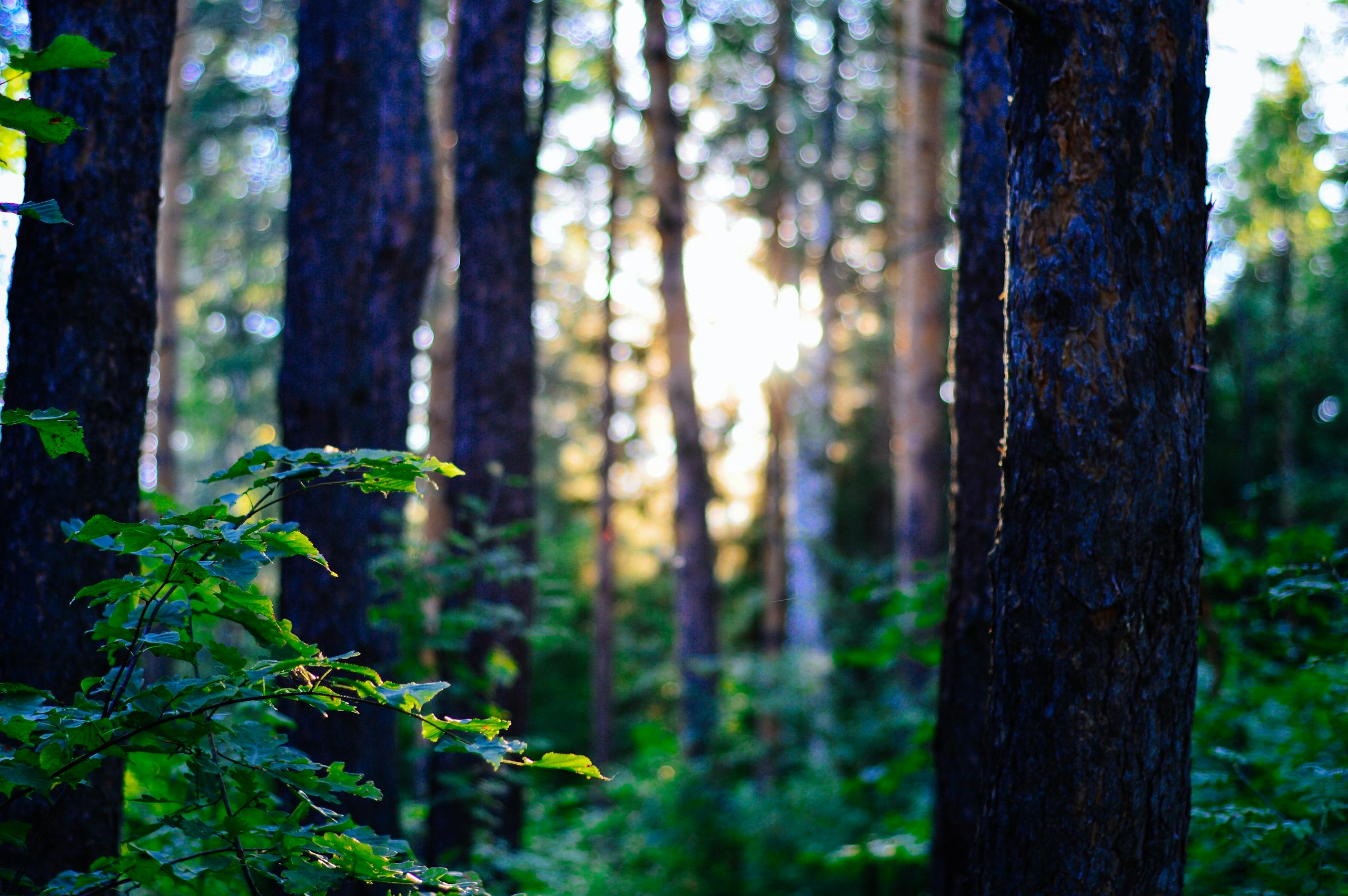 Sunlit forest scene with lush green leaves and tall tree trunks, capturing nature's beauty.